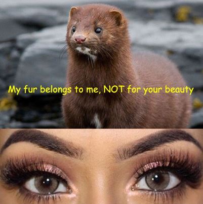 Is Mink Eyelashes Cruelty free?