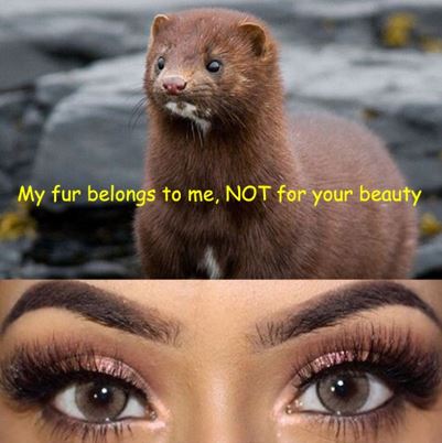 mink-eyelashes